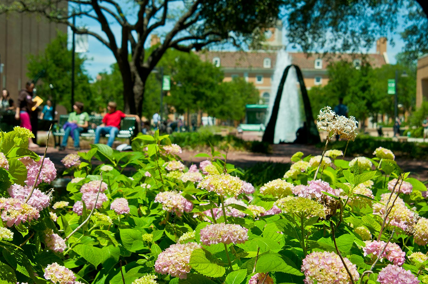 Flowers at UNT